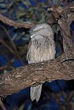 Tawny Frogmouth